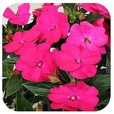 Pink Lizzie Flower Seeds for Planting, 100 pcs