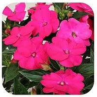 Pink Lizzie Flower Seeds for Planting, 100 pcs