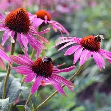 Heirloom Non-GMO Pink Echinacea Coneflower Seeds for Planting ƒ?? Medicinal and Ornamental Garden Flowers
