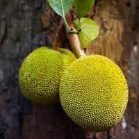 Jack Fruit Seeds for Growing a Large and Flavorful Tropical Fruit Tree 100 Pcs pcs