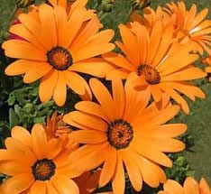 Organic Cape Marigold Flower Seeds for Planting ƒ?? Heirloom, Non-GMO Garden Seeds