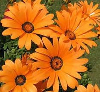 Organic Cape Marigold Flower Seeds for Planting ƒ?? Heirloom, Non-GMO Garden Seeds