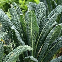 Kale Plant Seeds for Planting - 100 Pcs pcs