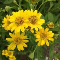 Meadow Arnica Yellow Flower Seeds for Planting - NON GMO Seeds