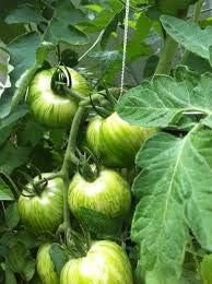 Green White Tomato Solanum lycopersicum for planting in home garden