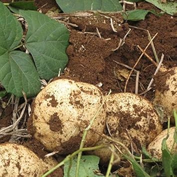 Jicama Vegetable Seeds for Planting heirloom & Non-GMO Seeds
