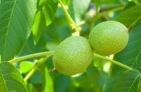 Walnut Fruit Seeds for Growing Nut-Bearing Walnut Trees 100 Pcs pcs