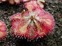 Sundew Plant Seeds for Planting - 100 pcs