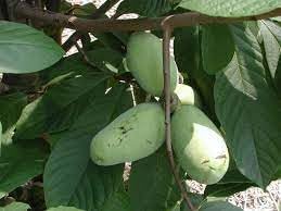 Asimina Fruit Seeds - Rare and Nutritious Fruit for Your Garden 100 Pcs pcs