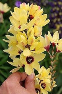 Ixia Flower Seeds for Planting - NON GMO Seeds