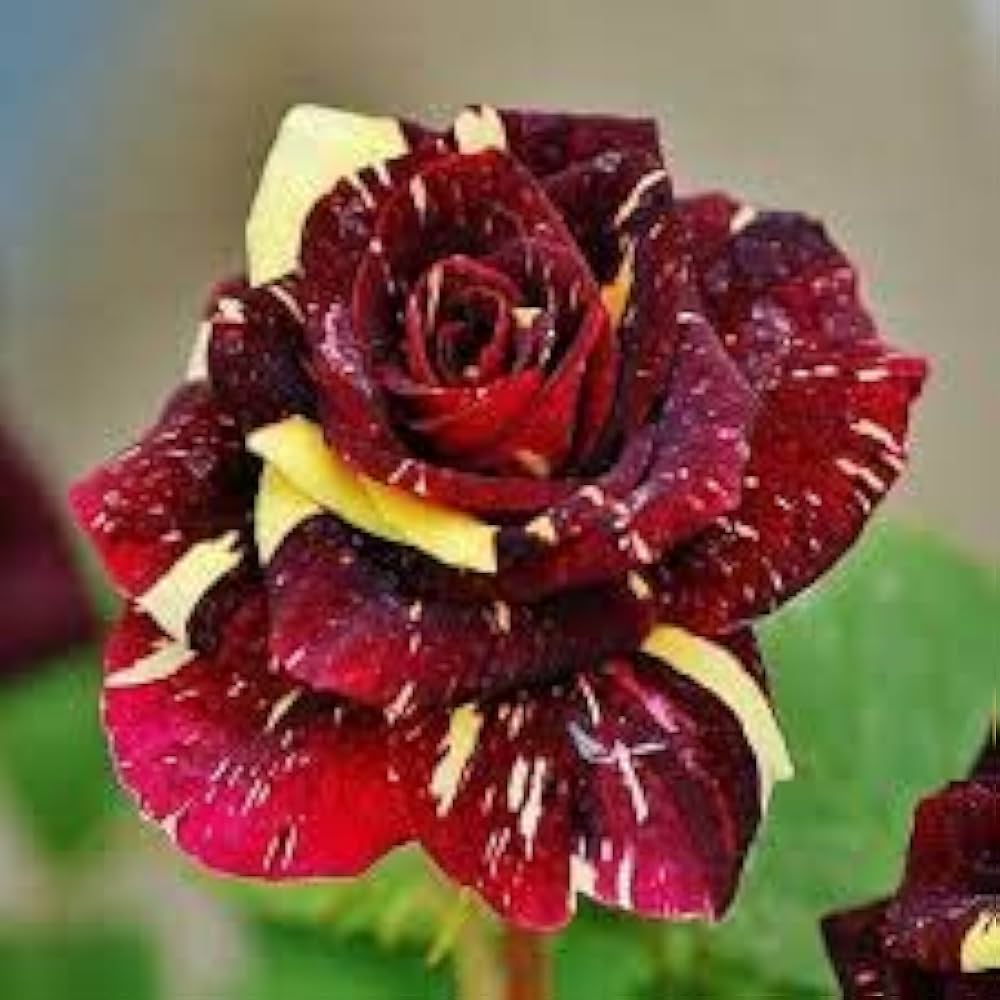 Yellow Maroon Rose Flower Seeds for Planting Non-GMO Heirloom Garden Seeds for Growing - Maroon for planting in home garden
