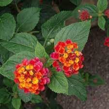 Organic Heirloom Camara Flower Seeds for Planting – Non-GMO