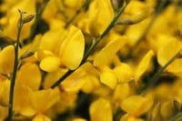 Heirloom Non-GMO Spartium Plant Seeds for Planting – Bright Yellow Blooms for Drought-Resistant Gardens - Non-GMO for planting in home garden