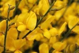Heirloom Non-GMO Spartium Plant Seeds for Planting – Bright Yellow Blooms for Drought-Resistant Gardens - Non-GMO for planting in home garden