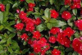 Organic Heirloom Catharanthus Flower Seeds for Planting – Non-GMO - Heirloom for planting in home garden
