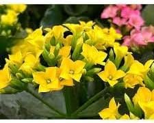 Heirloom Non-GMO Kalanchoe Flower Seeds for Planting ƒ?? Fresh Succulent Blooms for Indoor Gardens