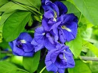 Heirloom Non-GMO Clitoria Ternatea Flower Seeds for Planting – Blooms for Herbal and Vertical Gardens - Non-GMO for planting in home garden