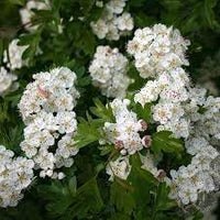 Monogyna Flower Seeds for Planting - 100 pcs