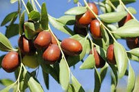 Brown Ziziphus Jujuba Fruit Seeds for Planting - Growing Hardy and Unique Jujube Fruits, Heirloom Seeds