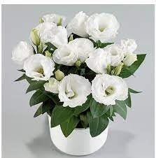 Eustomia Flower Seeds for Planting â€“ NON GMO Seeds