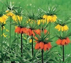 Crown Imperial Flower Seeds for Planting - NON GMO Seeds