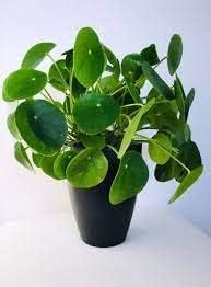 100 Pcs