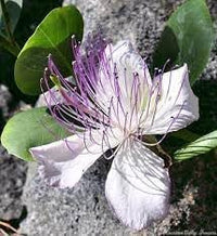Capers Flower Seeds Heirloom Non GMO Planting - 100 pcs for planting in home garden