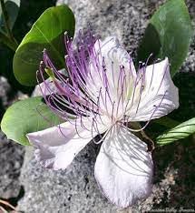 Capers Flower Seeds Heirloom Non GMO Planting - 100 pcs for planting in home garden