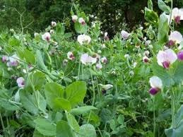 Pisum Sativum Flower Seeds for Planting, 100 pcs seeds for planting in home garden