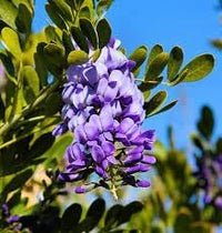 Heirloom Mescal Flower Seeds, Non-GMO Drought-Tolerant Blooms for Desert-Style Garden Planting for planting in home garden