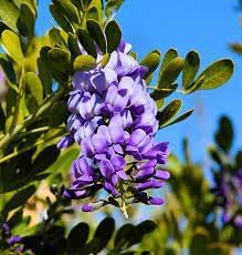 Heirloom Mescal Flower Seeds, Non-GMO Drought-Tolerant Blooms for Desert-Style Garden Planting for planting in home garden