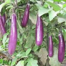 Eggplant Seeds for Planting, Purple, 100 Pcs pcs
