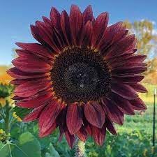 Sunflower Plant Seeds Heirloom Non GMO Planting - 100 pcs for planting in home garden