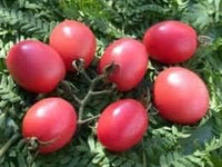 Tomato Seeds for Planting, Pink, 100 Pcs pcs