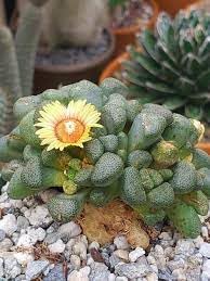 Succulent Flower Seeds Heirloom Non GMO Planting - 100 pcs for planting in home garden