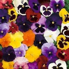Heirloom Pansy Swiss Flower Seeds for Planting, Non-GMO - Pansy for planting in home garden