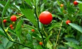 Ashwagandha Plant Seeds for Herbal Wellness and Strength 100 Pcs pcs