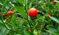 Ashwagandha Plant Seeds for Herbal Wellness and Strength 100 Pcs pcs