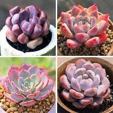 100 Pcs