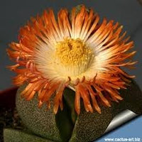 Pleiospilos Nelii Flower Seeds for Planting - NON GMO Seeds