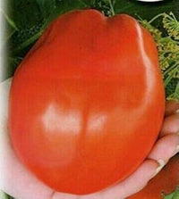 Huge Tomato Seeds for Planting, Red, 100 Pcs pcs