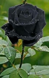 Romantic Rose Blooms Heirloom Non-GMO Seeds for Planting