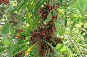 Rosary Pea Abrus precatorius for planting in specialty garden