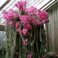 Aporocactus Flower Seeds for Planting, Fresh, NON GMO Seeds