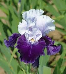 Iris Flower Seeds for Planting - NON GMO Seeds for planting in home garden