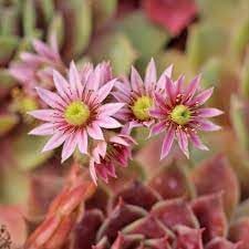Organic Sempervivum Flower Seeds for Planting ƒ?? Heirloom, Non-GMO
