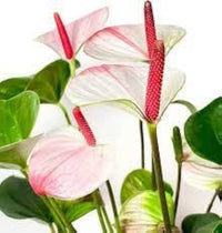 Mix Anthurium Flower Seeds for Planting - 100 pcs