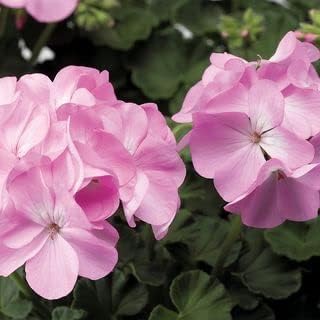 Light Pink Geraniums Heirloom Non-GMO Seeds for Planting for planting in your garden.