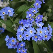 Alpine Vergissmeinnicht Seeds for Planting – Organic, Heirloom, Non-GMO Flower Seeds