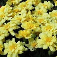 Alumia Vanilla Flower Seeds – Heirloom Non-GMO Seeds for Elegant and Fragrant Garden Planting